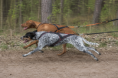 /album/fotogalerie-kynologicky-spolek/7645df59-c629-4108-a4d3-21c2b9dc10a5-png1/